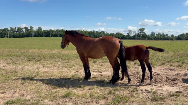an adult horse and a foal grazing in a field