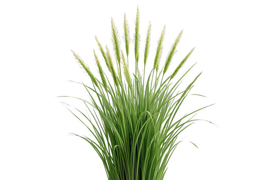 Dense upright tuft of narrow green ornamental grass