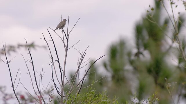 Mockingbird perched on top of a dead tree.