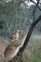 A lioness sharpening her claws on a tree trunk, Greater Kruger.  © Anna