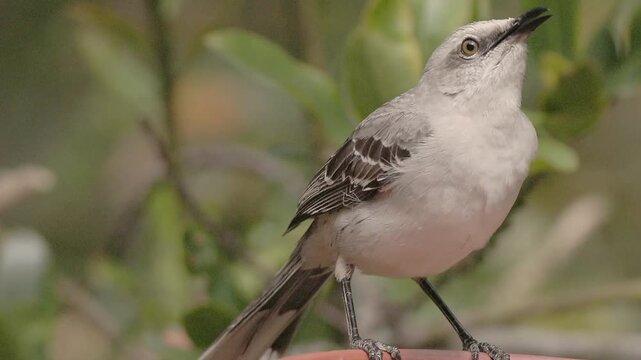 A tropical mockingbird drinking water from a garden clay plate