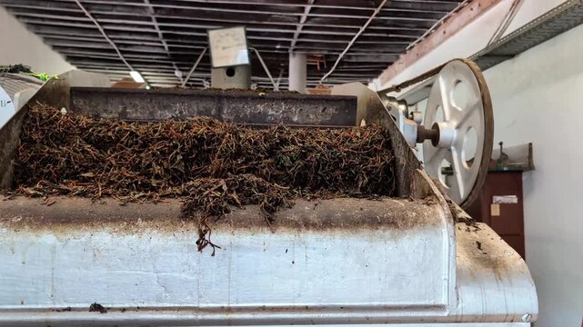 Tea processing machine with leaves being processed, showing continuous action of tea leaves moving through the machinery in a factory setting