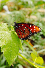Butterfly in a butterfly garden © diaghe