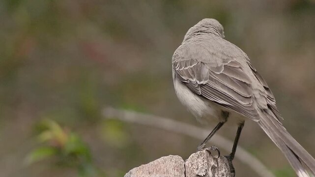 Tropical mockingbird perched on a stump then flies away
