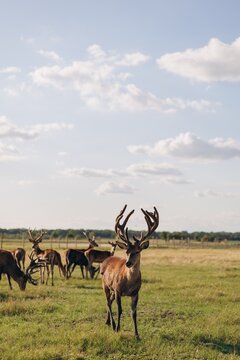 Red deer stag with large velvet antlers standing in green field at sunset