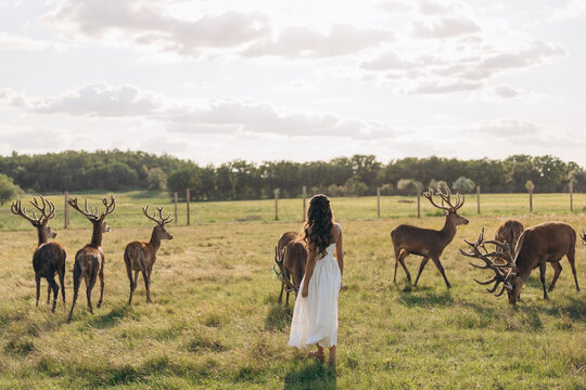 Woman in white dress walking towards deer herd in green meadow at sunset