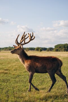 Red deer stag with large antlers walking in green meadow at sunset