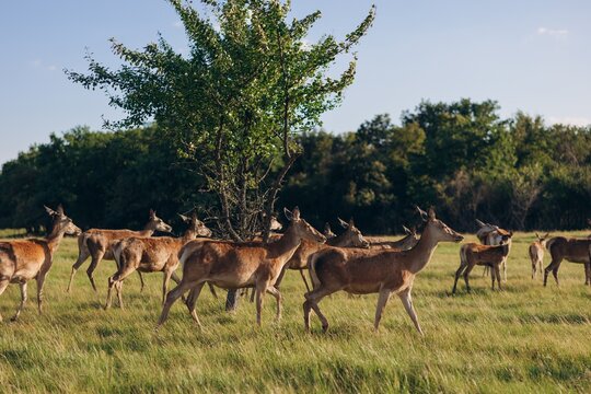 Herd of female red deer walking in green meadow near tree at sunset