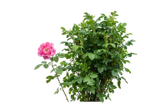 Lush green rose bush featuring fresh vibrant foliage and a bright pink blooming rose flower, ideal for garden and nature designs.