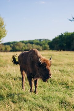 European bison wisent walking in green meadow field at sunset