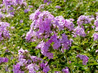 Obraz premium Phlox amplifolia oder paniculata 'Minnehaha' - Breitblättrigen Flammenblumen mit rosa Blüten mit einem intensiveren Auge, die in dichten, rundlichen Rispen stehen