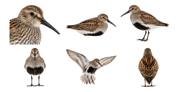 dunlin shorebird in multiple poses, collection, isolated on a transparent background