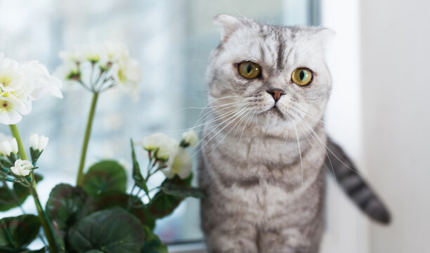 Curious cat walking on windowsill next to blooming potted geranium