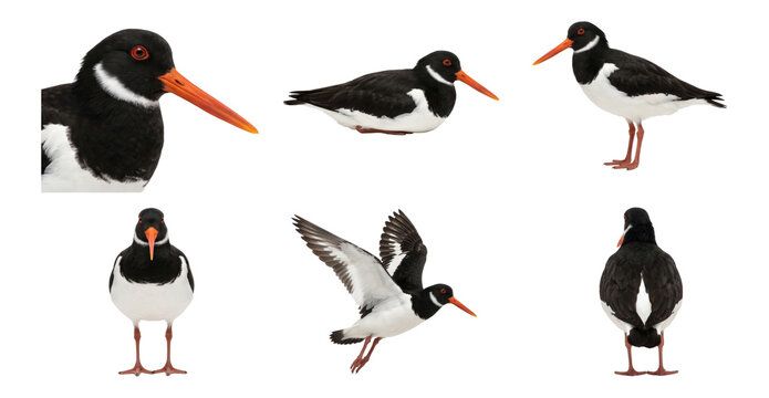 eurasian oystercatcher in multiple poses, collection, isolated on a transparent background