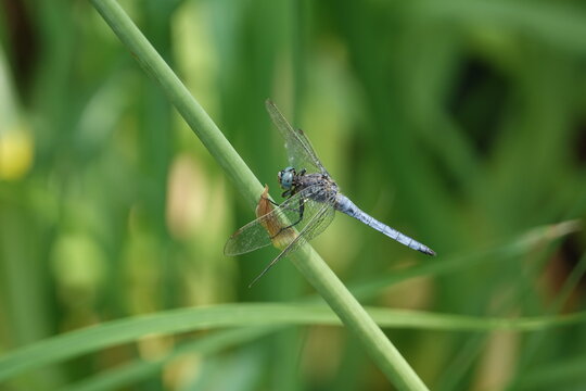 the male keeled skimmer dragonfly (Orthetrum coerulescens)