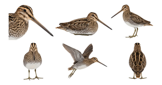 common snipe in multiple poses, collection, isolated on a transparent background