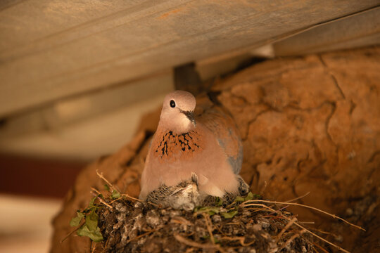 A grasshopper is incubating her eggs in her nest, on a tree trunk under the corrugated iron sheets.