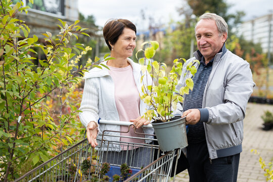 Focused elderly male and female consumers picking potted plants and bushes in outdoor garden market