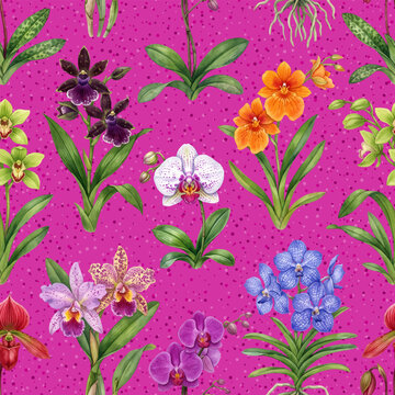 Seamless vector pattern with colorful orchid flowers isolated on a changeable background.	
