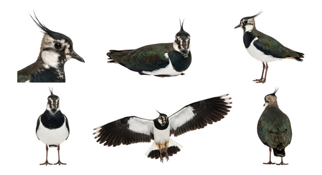 northern lapwing in multiple poses, collection, isolated on a transparent background
