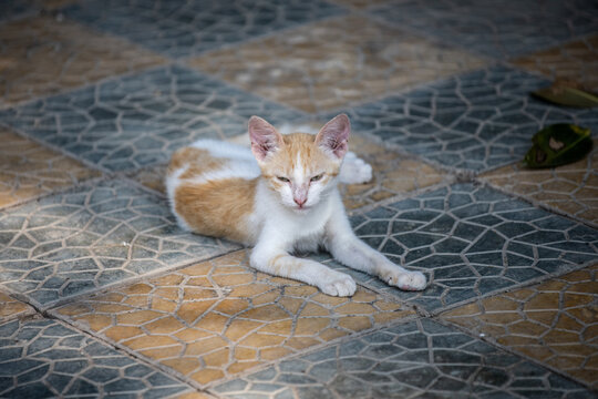 Chat de goutti&egrave;re roux et blanc couch&eacute; sur du carrelage