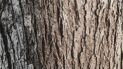 Naklejka premium old wood texture