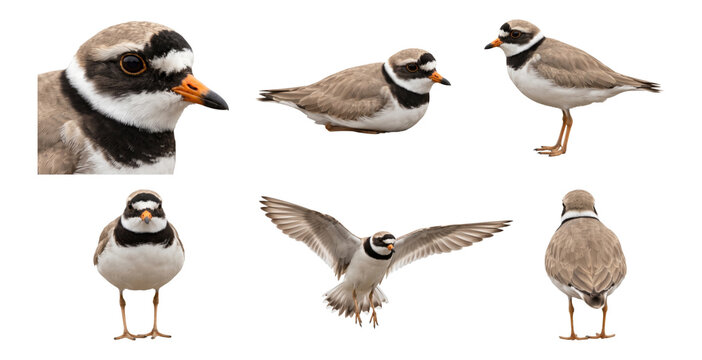 common ringed plover in multiple poses, collection, isolated on a transparent background