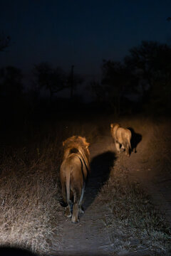 Following two male lions walking in the spotlight at night, Greater Kruger.