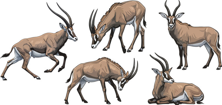 vector illustration clipart of antelope with 5 poses semi realistic art style