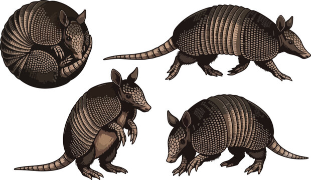 vector illustration clipart of armadillo with 4 poses semi realistic art style 02