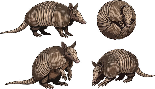 vector illustration clipart of armadillo with 4 poses semi realistic art style 01