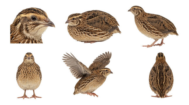 common quail (coturnix coturnix) in six studio poses on a white background