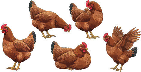 vector illustration clipart of hen with 5 poses semi realistic art style 02 © weng
