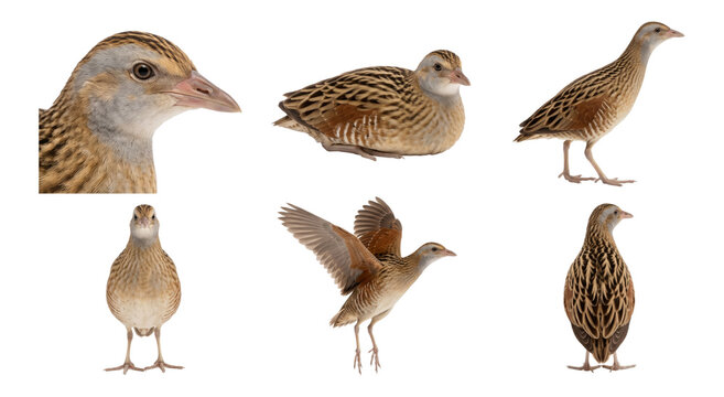 corncrake (crex crex) in six studio poses on a white background