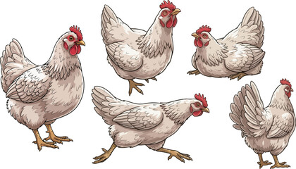 vector illustration clipart of hen with 5 poses semi realistic art style 01 © weng