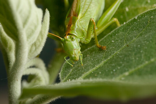 Close up macro texture of a green grasshopper cricket in aubergine plant camouflaged in bright directional light. Nature and insect world concept