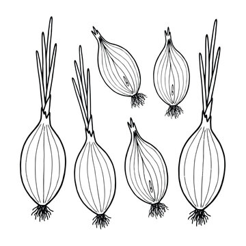 Dibujo a mano de chalotas y cebollas frescas