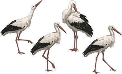 Obraz premium vector illustration clipart of stork with 4 poses semi realistic art style 01