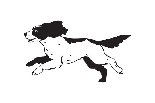 Running spaniel dog sketch, black and white hand drawn illustration.