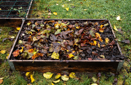 Fallen apple tree leaves in the home vegetable garden bed form a winter mulch layer that retains moisture, and as the leaves decompose, they add nutrients to the soil.
