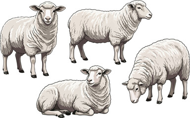 Obraz premium vector illustration clipart of sheep with 4 poses semi realistic art style