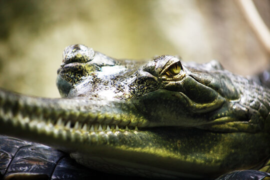 Dangerous Crocodile Gavial