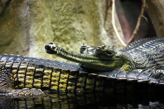 Dangerous Crocodile Gavial