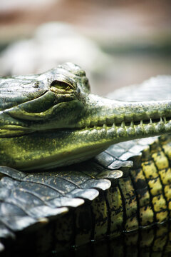 Dangerous Crocodile Gavial