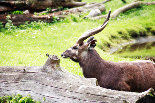 Gazelle At The Zoo