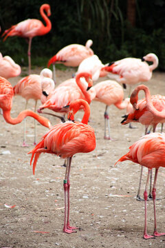 Flamingos At The Zoo