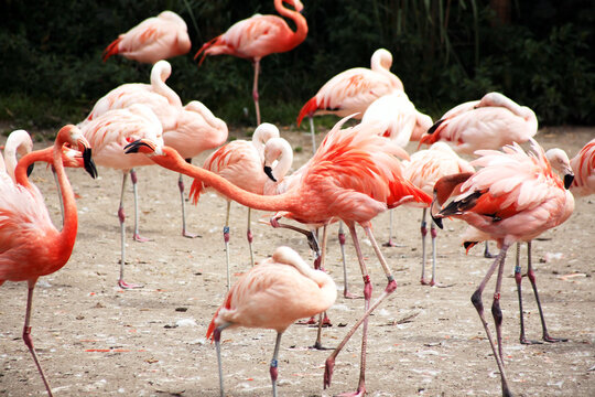 Flamingos At The Zoo