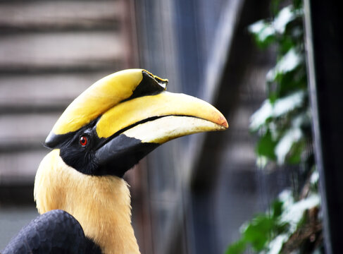 Portrait of a Toucan