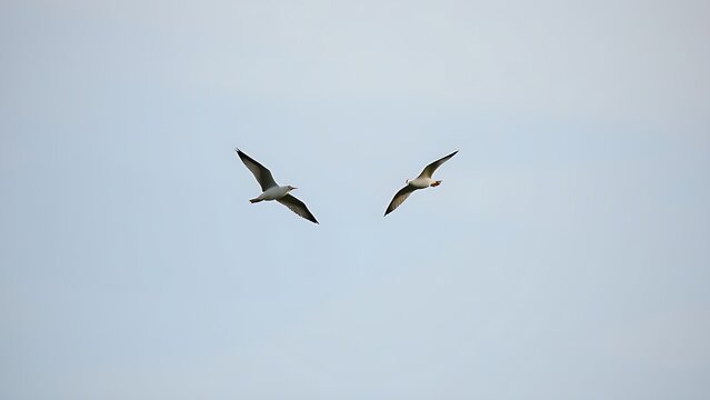 Two birds flying in opposite directions, their flight paths intersecting to form a cross.