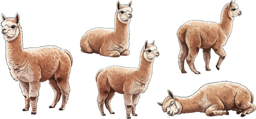 vector illustration clipart of alpaca with 5 poses semi realistic art style  © weng